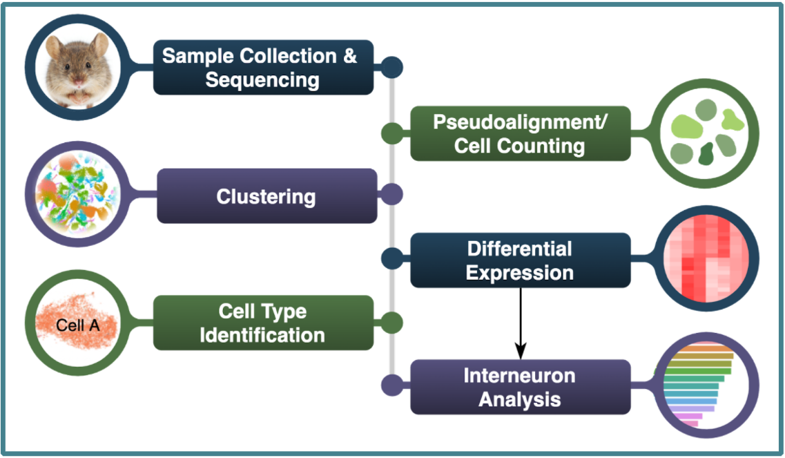 Workflow Diagram